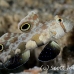 goby_spot_twin_res_kb_h_0422_png1104.jpg
